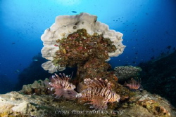 Lion fishes chilling by Christopher Teoh 